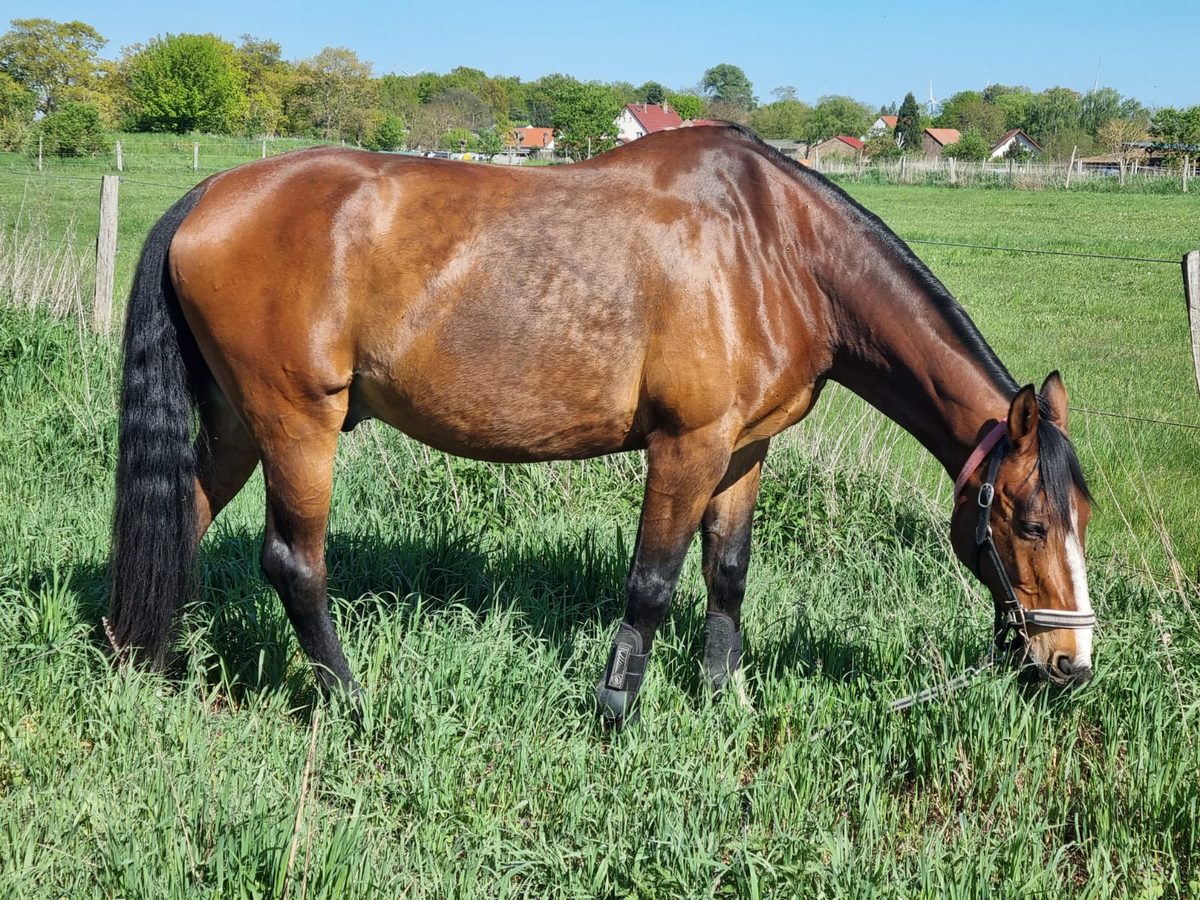 Braunes Pferd frisst Gras auf einer Weide