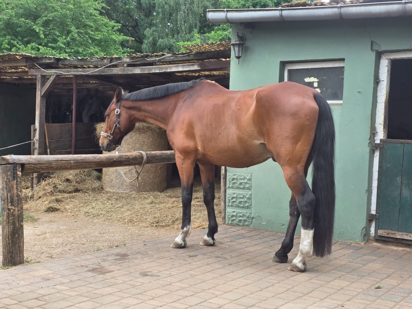Braunes Pferd steht angebunden im Stallbereich neben Heu
