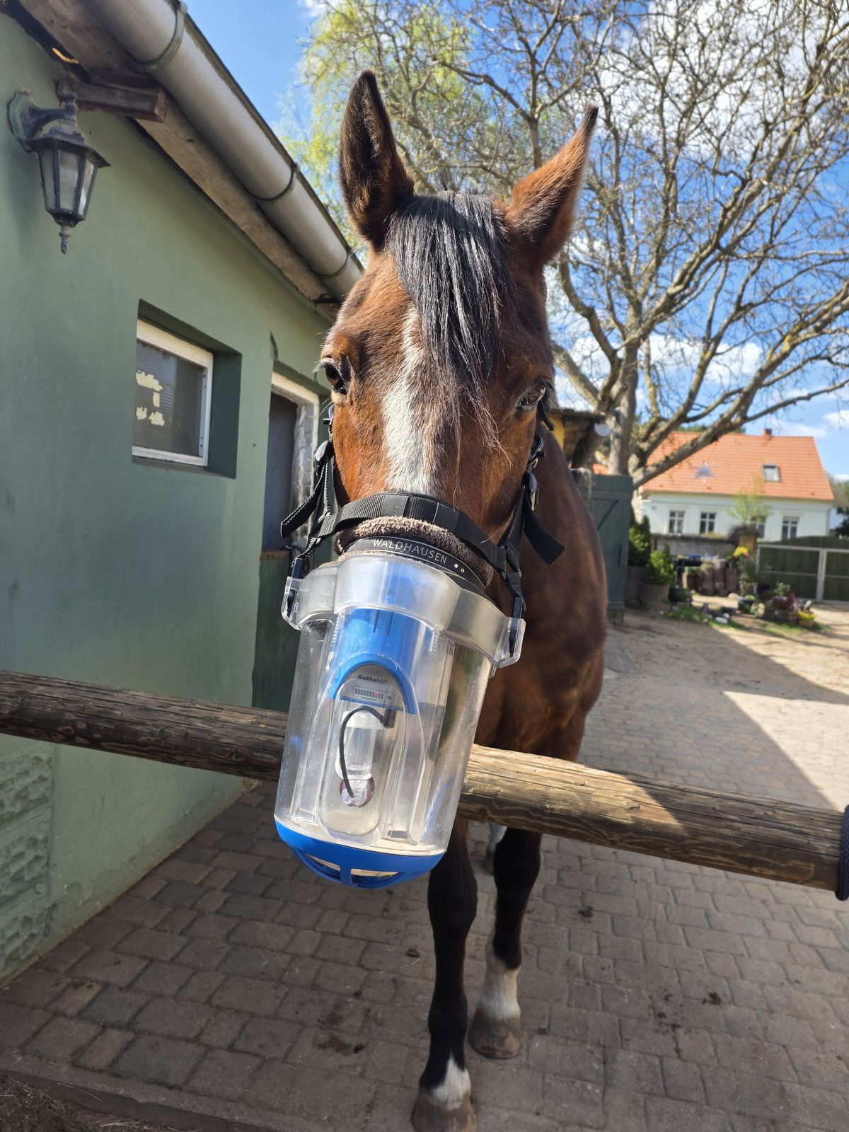 Pferd mit Inhalationsmaske zur Behandlung von equinem Asthma