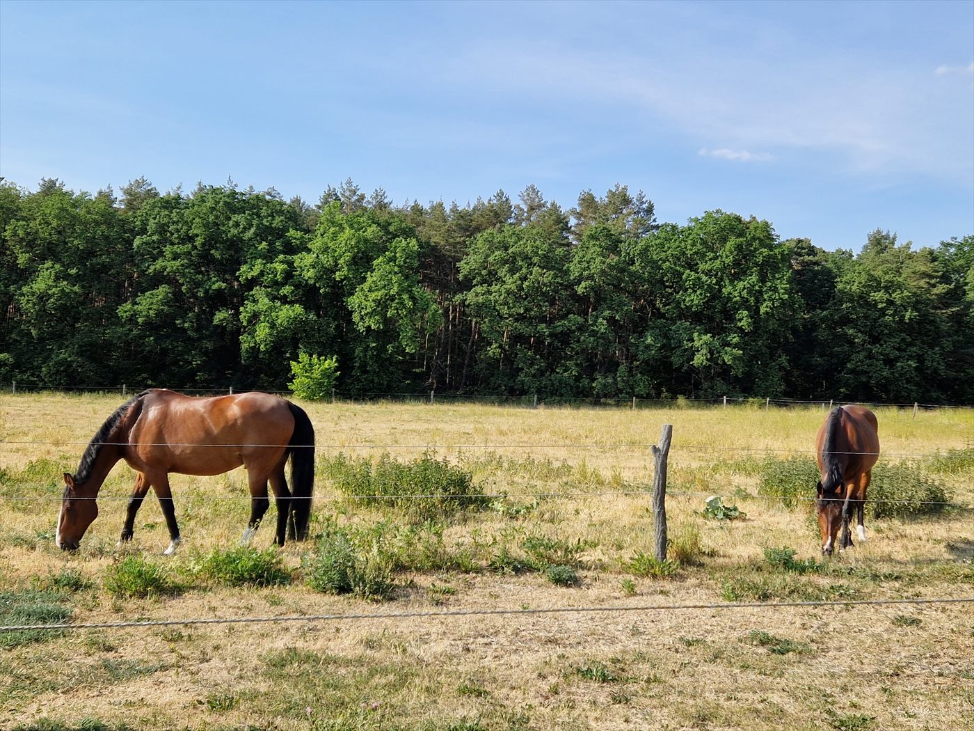 Pferd auf der Weide, Thema Entwurmung und Kotprobe